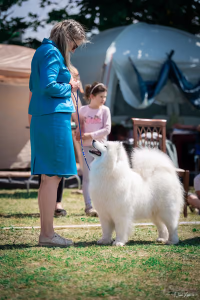 Samojed Klub SK – 9. května 2026