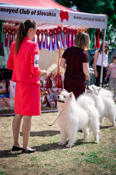 Samojed Klub SK – 9. května 2026