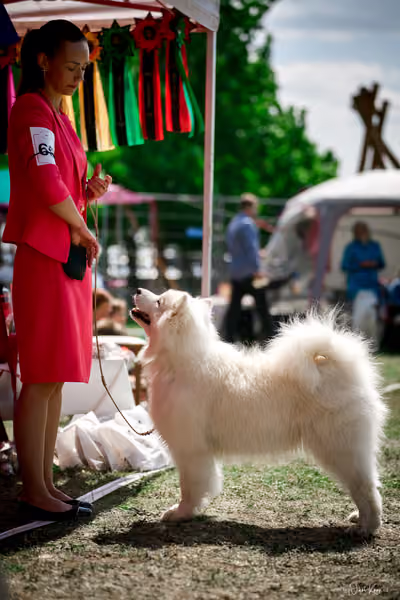 Samojed Klub SK – 9. května 2026