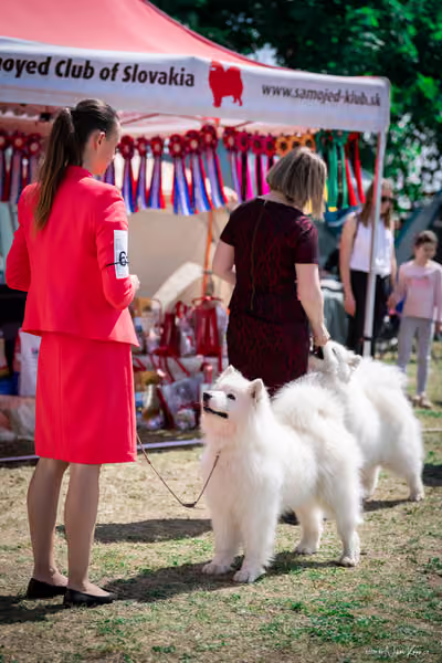 Samojed Klub SK – 9. května 2026