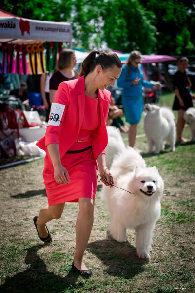 Samojed Klub SK – 9. května 2026