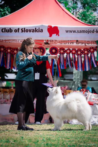 Samojed Klub SK – 9. května 2026