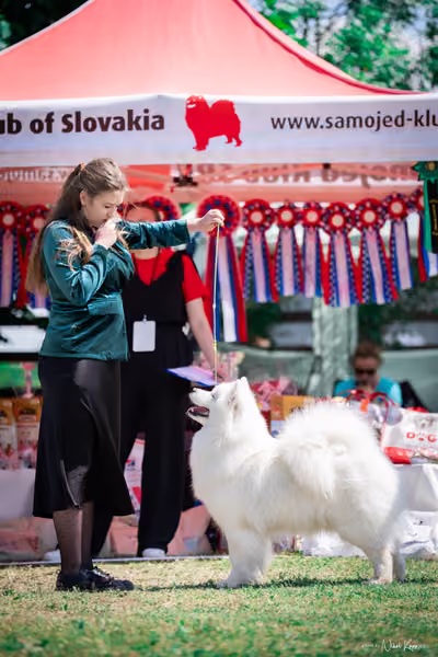 Samojed Klub SK – 9. května 2026