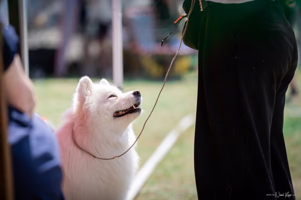 Samojed Klub SK – 9. května 2026