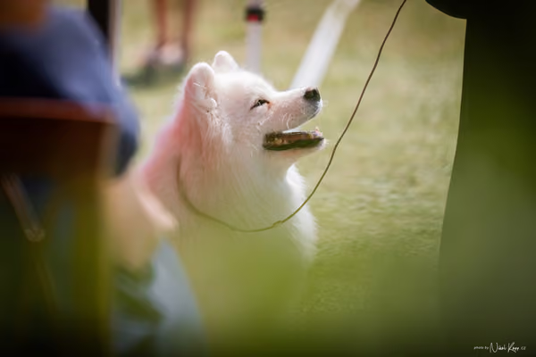 Samojed Klub SK – 9. května 2026