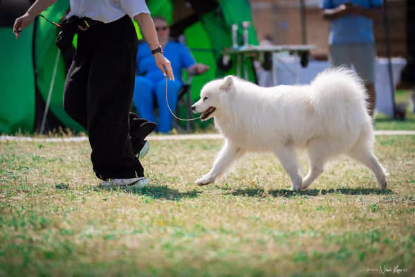 Samojed Klub SK – 9. května 2026