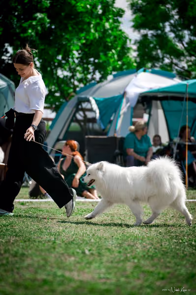 Samojed Klub SK – 9. května 2026
