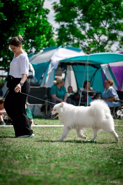Samojed Klub SK – 9. května 2026