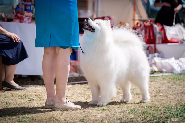 Samojed Klub SK – 9. května 2026