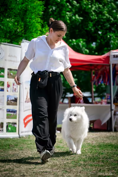 Samojed Klub SK – 9. května 2026