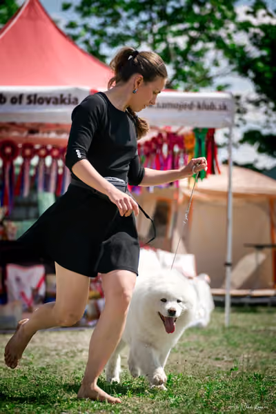 Samojed Klub SK – 9. května 2026
