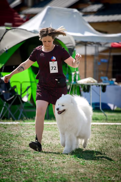 Samojed Klub SK – 9. května 2026