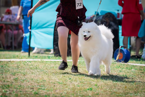 Samojed Klub SK – 9. května 2026