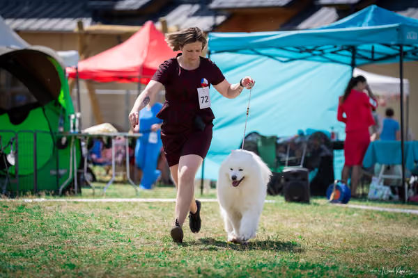 Samojed Klub SK – 9. května 2026