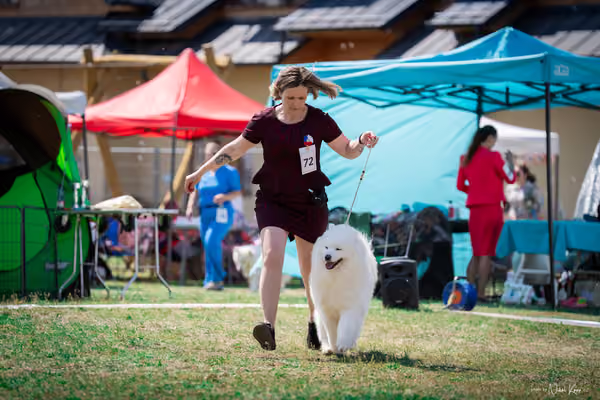 Samojed Klub SK – 9. května 2026
