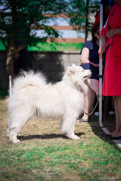Samojed Klub SK – 9. května 2026