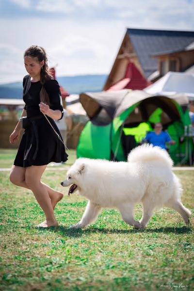 Samojed Klub SK – 9. května 2026