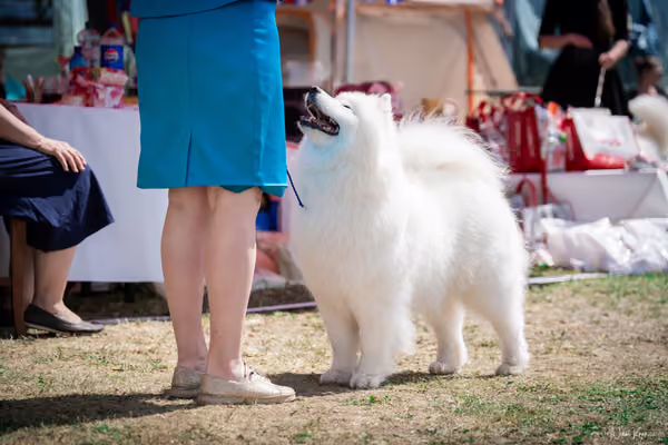 Samojed Klub SK – 9. května 2026