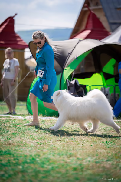Samojed Klub SK – 9. května 2026