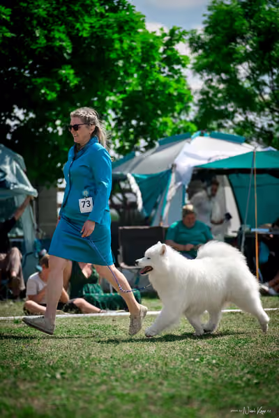 Samojed Klub SK – 9. května 2026