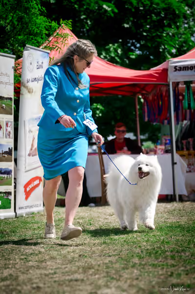 Samojed Klub SK – 9. května 2026