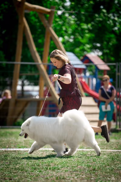 Samojed Klub SK – 9. května 2026