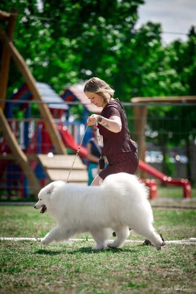 Samojed Klub SK – 9. května 2026