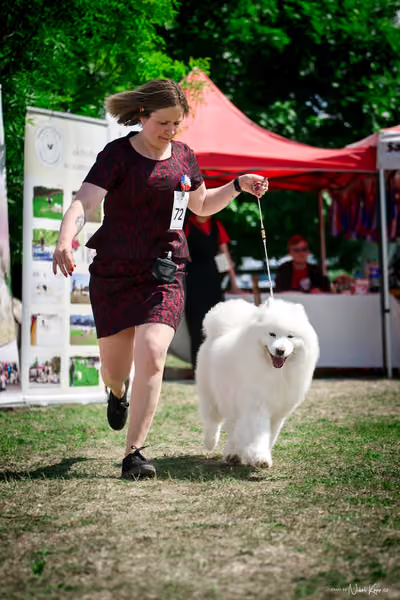 Samojed Klub SK – 9. května 2026