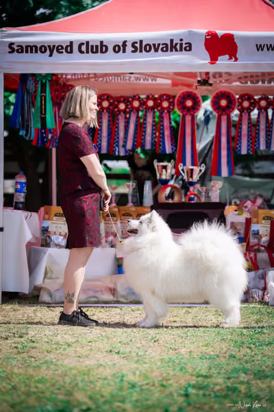 Samojed Klub SK – 9. května 2026