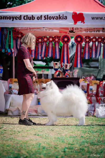 Samojed Klub SK – 9. května 2026