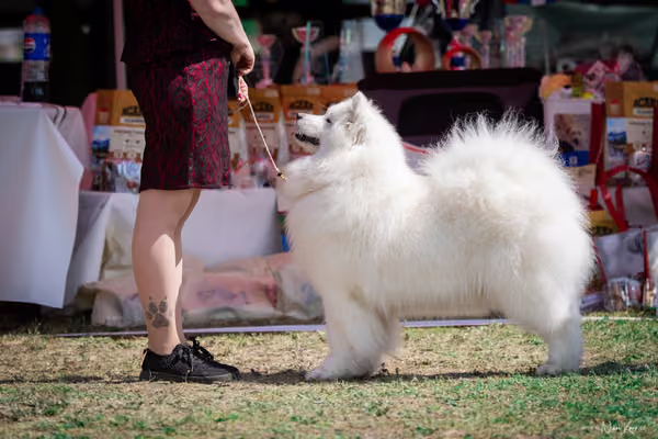 Samojed Klub SK – 9. května 2026