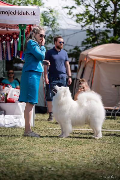 Samojed Klub SK – 9. května 2026