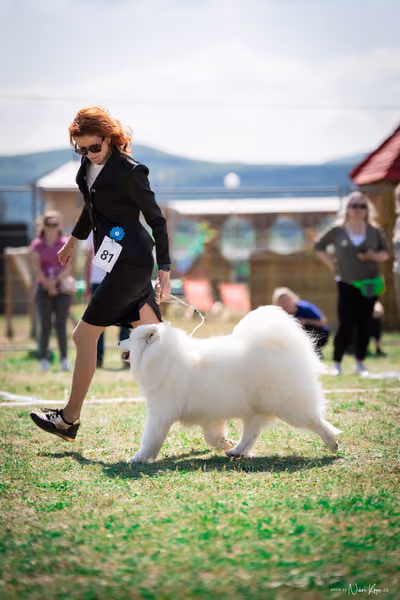 Samojed Klub SK – 9. května 2026