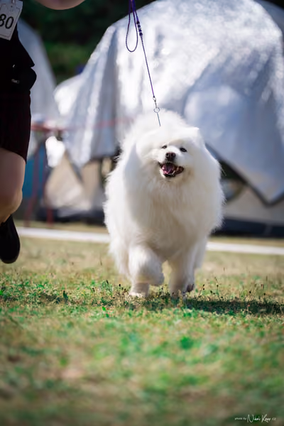 Samojed Klub SK – 9. května 2026