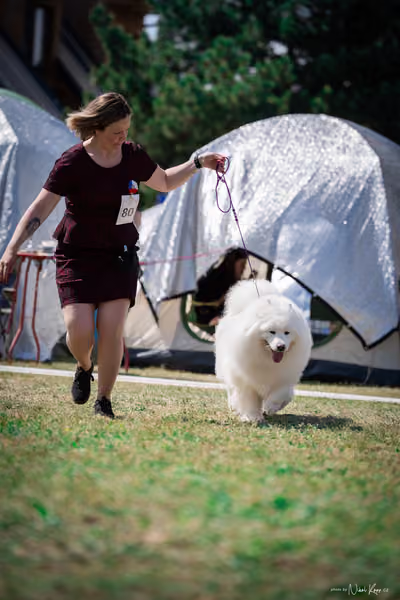 Samojed Klub SK – 9. května 2026