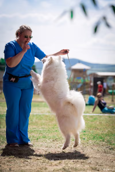 Samojed Klub SK – 9. května 2026