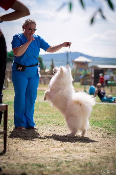 Samojed Klub SK – 9. května 2026