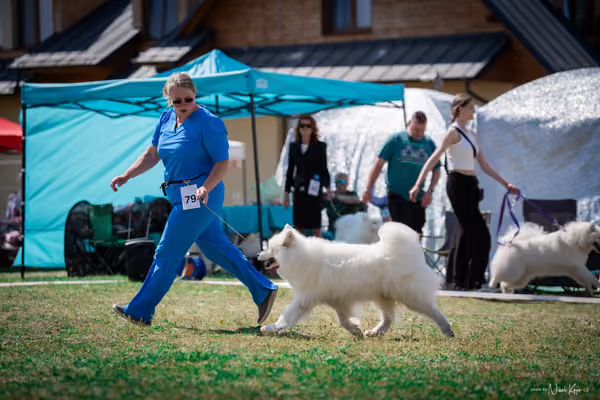 Samojed Klub SK – 9. května 2026
