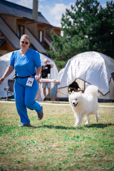 Samojed Klub SK – 9. května 2026