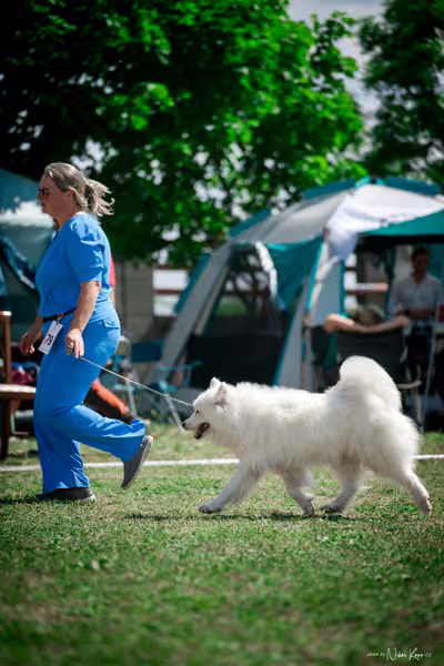 Samojed Klub SK – 9. května 2026