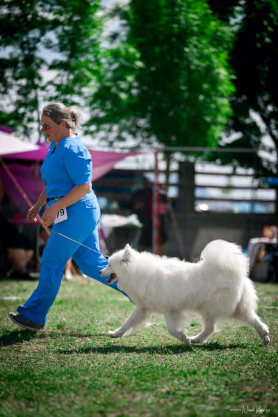 Samojed Klub SK – 9. května 2026