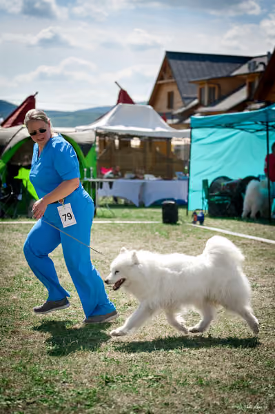 Samojed Klub SK – 9. května 2026