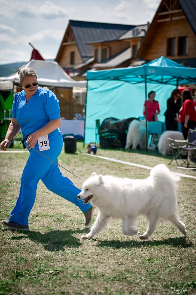 Samojed Klub SK – 9. května 2026