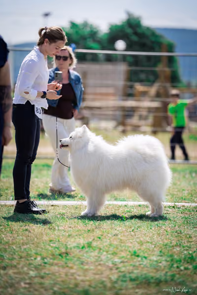 Samojed Klub SK – 9. května 2026