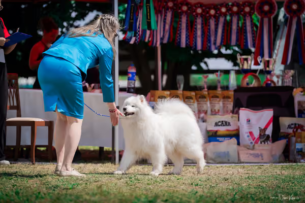 Samojed Klub SK – 9. května 2026