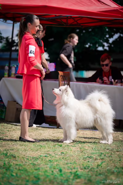 Samojed Klub SK – 9. května 2026