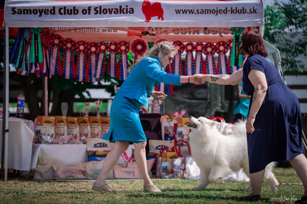 Samojed Klub SK – 9. května 2026