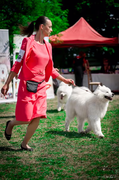 Samojed Klub SK – 9. května 2026