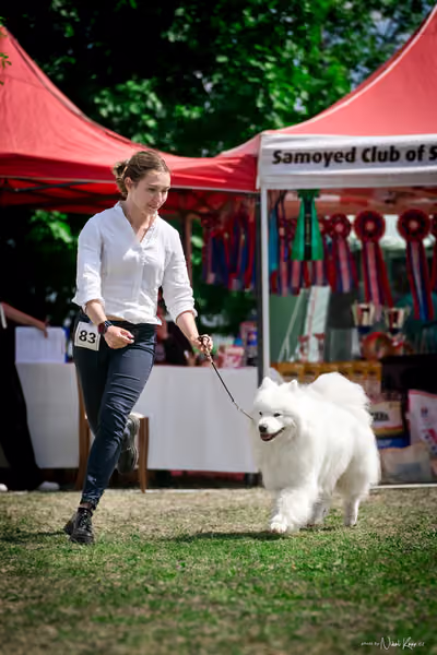 Samojed Klub SK – 9. května 2026