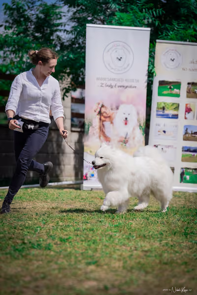Samojed Klub SK – 9. května 2026